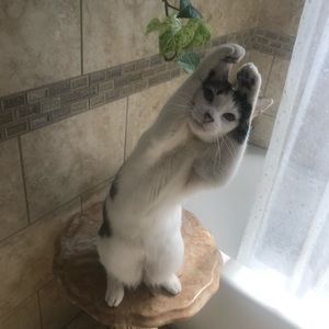 Meet your Posher, Jane